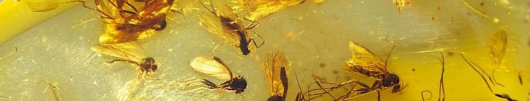 Amber-With-Insect