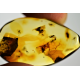 Baltic amber with insects, Amber fossilized, amber inclusions, Amber fossil, natural Baltic amber stone, Amber souvenir