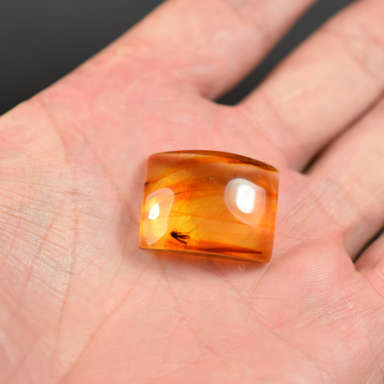  Amber with insects, Amber fossilized, amber inclusions, Amber fossil, natural Baltic amber stone, Amber souvenir